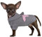 PetSmiler Hundepullover - Chihuahua Pullover Hundepullover mit Kapuze Hunde Pullover Kleine Hund, Hundepulli Winter Hundepullover Warm Strickpulli Hund 1,5-10 kg (Hellgrau S)
