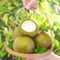 peral comprar semillas, peral, semillas de frutas, semillas para bancales elevados semillas de peral semillas de variedades antiguas, árboles frutales enanos árbol bonsái, semillas de 180pcs