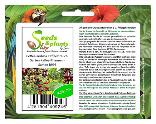 Stk - 10x Coffea arabica Kaffeestrauch Garten Kaffee Pflanzen - Samen B993 - Seeds & Plants Shop by Ipsa