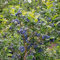 300 Piezas Semillas De Arándanos Silvestres Orgánicas, Semillas De Arándanos, Comprar Árboles Frutales, Plantas Raras (Vaccinium) Árboles Frutales Columnares, Jardín De Regalo Frutas