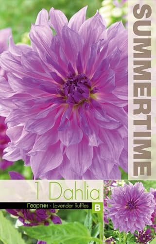 AGRONOM | DAHLIEN - LAVENDER RUFFLES | Mehrjährige Blumenzwiebeln | Violett Blumen | Werden in Blumengärten, Töpfen angebaut, in blühenden Rasenflächen | 1 Blumenzwiebeln