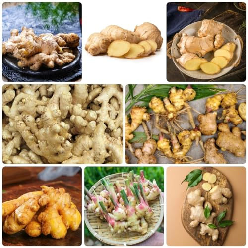 400 Pcs Ingwer Samen Bio - Heilkräuter Samen, Gemüsesamen Balkon (Zingiber Ginger) Kräuter Saatgut, Balkon Kräutergarten Wildkräuter Samen Kräuter, Pflanzen Samen Indoor Kräutergarten