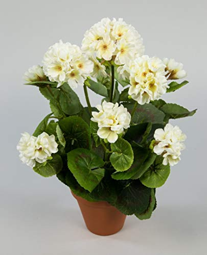 Geranie 36cm -ohne Topf- LM Kunstpflanzen Kunstblumen künstliche Blumen Pflanzen Pelargonium … (Weiß-creme)