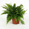 1 Boston Helecho Nephrolepis Green Lady House planta de oficina en macetas de 9 cm., Nefrolepis