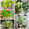 semi di edera - fiori da balcone piante in vaso da esterno resistenti decorazione soggiorno piante decorative decorazione piante piante in vaso estremamente resistenti, semi per 120pcs
