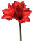 artplants.de Künstliche Amaryllis, rot, 55cm - Seidenblume - Textilblume