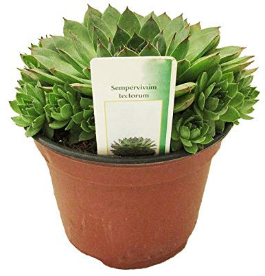 Siempreviva Mayor Sempervivum Tectorum en Maceta Pequeña Crasa Planta Natural