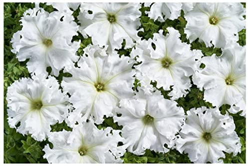 PREMIER SEEDS DIRECT Petunia FIMBRIATA- Aphrodite F1 - White - 40 PELLETS