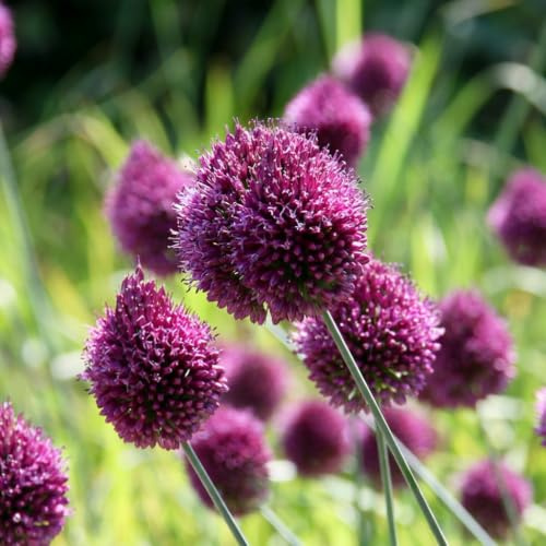 GreenboutiQ - Blumenzwiebeln - Allium Zwiebeln Sphaerocephalon - Bulbs Hardy Perennial - Farbe Lila - 100 Stück - Zwiebelgröße 5/6 - XXL Pack