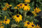 Sonnenhut 'Goldsturm' - Rudbeckia fulgida var. sullivantii - Winterhart und mehrjährige Pflanze - 1 Pflanze im 3 Liter Topf von Garten Schlüter - Pflanzen in Top Qualität