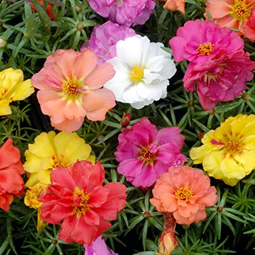 100pcs graines mélangées de fleurs de rose mousse