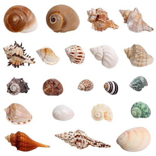 Touosy 21 Stück Muscheln Jakobsmuscheln Meeres Deko Muscheln zum Basteln für Vase Füllstoffe Fisch Panzer Kerze Armbandschmuck Strand Thema Party Hochzeitsdeko DIY Kunsthandwerk Strandmalerei