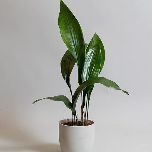 Aspidistra Elatior | Planta de hierro fundido | Maceta de 15 cm, verde