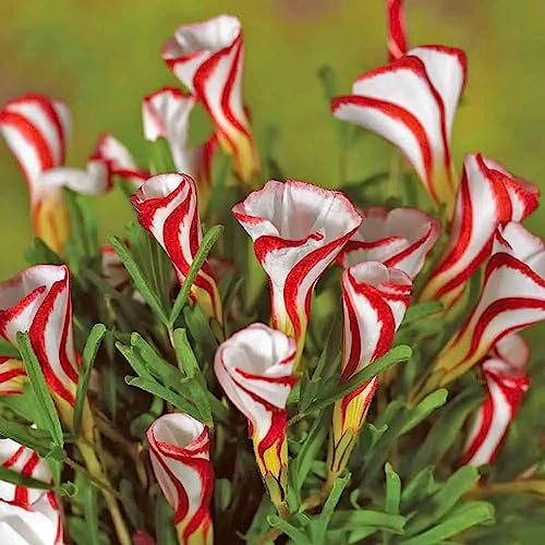 50 Unids Semillas de Alto Rendimiento Prolíficas Pequeñas Naturales Oxalis-Versicolor Semillas de Hierba Flor Frutal Árbol Semillas Vegetales Semillas de Oxalis versicolor