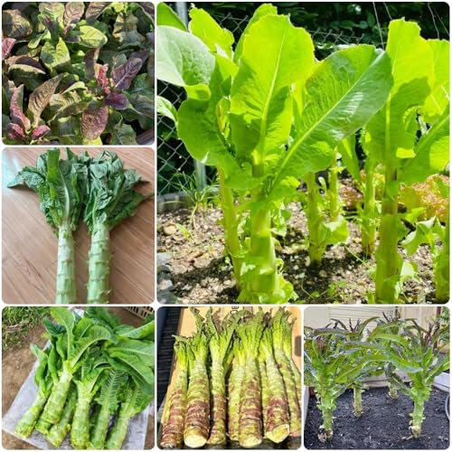 Spargelsalat Samen, winterharte stauden Spargelsalat Saatgut, winter pflanzen balkon gemüsesamen & -pflanzen saatgut alte sorten gemüse saatgut gemüsesamen alte sorten stauden 250pcs
