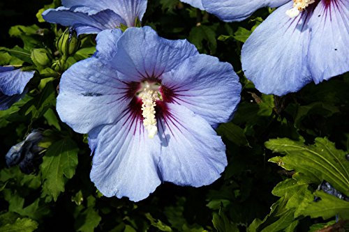 Hibiskus blau-violette Blüte Roseneibisch Blue Bird Hibiscus syriacus Blue Bird Containerware 60-100 cm