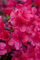 Rhododendron obtusum 'Diamant Rot' 20-25 cm - Azalee, leuchtend rote Blüten, Blütezeit April-Mai, ideal für Kübel und Rabatten, winterhart und pflegeleicht
