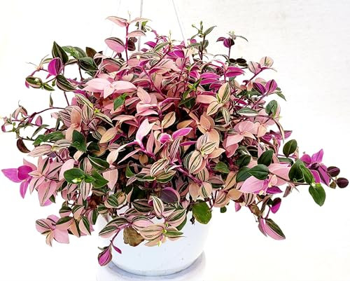 POWERS TO FLOWERS - TRADESCANTIA FLUMINENSIS QUADRICOLOR IN VASO 17CM DIAMETRO, pianta vera