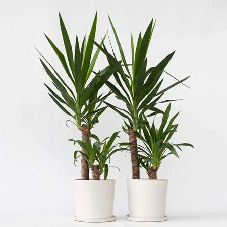 100 semi di Yucca Elephantipes