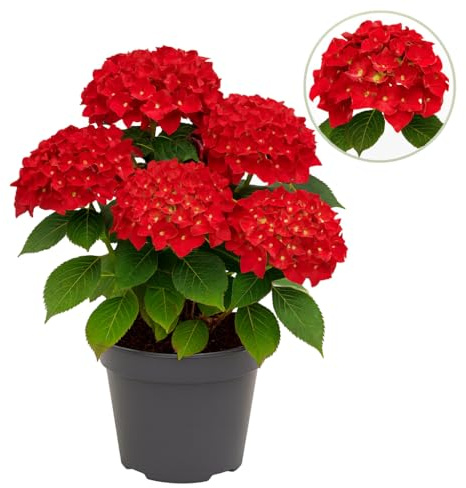 Exotenherz - Hortensia - Hydrangea Forever & Ever - Rot - 7-12 Blühten - 23cm Topf