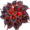 Veryhome 20 Stück Künstlich Calla Lilie Braut Blume Latex Wahre Berührung Familie Dekoration Party Hochzeit Hotel Dekoration Blumenstrauß (Ziegelrot)
