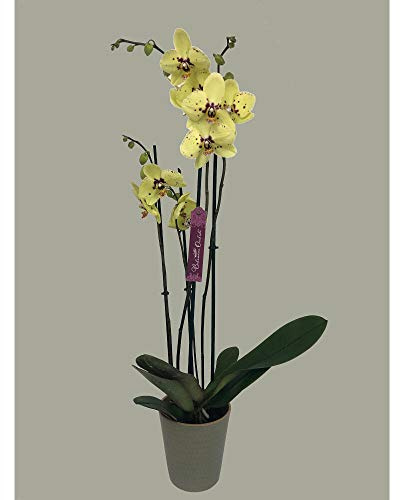 Garden Center Shop | Orquídea Phalaenopsis natural 75 cm | 2‑3 tallos floridos | Floración duradera y cuidados fáciles (Amarillo y rosa)
