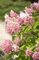 Hydrangea paniculata 'Pinky Winky' 40-60 cm - Rispenhortensie, zweifarbige Blüten, Blütezeit Juli-Oktober, ideal für Rabatten, pflegeleicht und winterhart