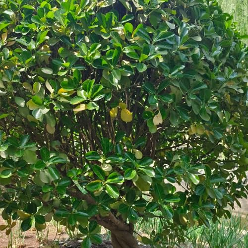 120 pcs Buchsbaum Samen winterharte kübelpflanzen, deko blumen Spindelstrauch Winterhart Samen balkonpflanzen, bonsai tree heckenpflanzen winterhart bonsai tree bäume pflanzen, blumensamen