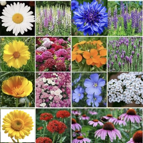 Perennial Wildflower Annual Seeds Pollinator Mix Cutting up 50,000 Bulk, Multi, Dwarf1 Bag | 20 Varieties of Non-GMO Flower | Covers up 200 Sq. Ft (5 Square Meter)