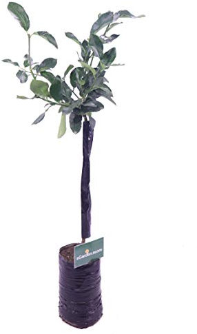 pianta di limone albero di limone in vaso pianta vera di limone da mangiare età 2 anni venduta da eGarden.store (limone dolce)