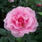 Kletterrose „Camelot®“ - rosa blühende, duftende ADR-Topfrose im 6 L Topf - frisch aus der Gärtnerei - Pflanzen-Kölle Gartenrose