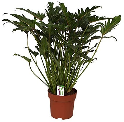 Exotenherz - Philodendron Xanadu im 21cm Topf, Gesamthöhe ca.65cm