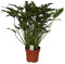Exotenherz - Philodendron Xanadu im 21cm Topf, Gesamthöhe ca.65cm