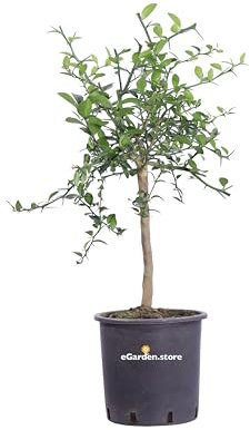 albero nano di limone caviale frutto rosso pianta di limone caviale rosso pianta nana età 4 anni pianta vera venduta da eGarden.store