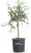 albero nano di limone caviale frutto rosso pianta di limone caviale rosso pianta nana età 4 anni pianta vera venduta da eGarden.store