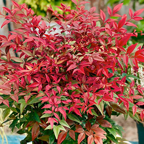 Elixir Gardens 1 x Nandina Obsessed (4.5L Pot) | Fully Established Hardy Evergreen Outdoor Flowering Shrubs & Bushes | Rhododendron-Viburnum-Abelia-Phormium-Camellia-Sarcoccoca & more