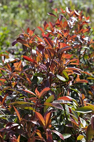 Photinia fraseri 'Red Robin' 80-100 cm - Glanzmispel, rote Blattaustriebe, immergrün, ideal als Hecke, pflegeleicht und winterhart