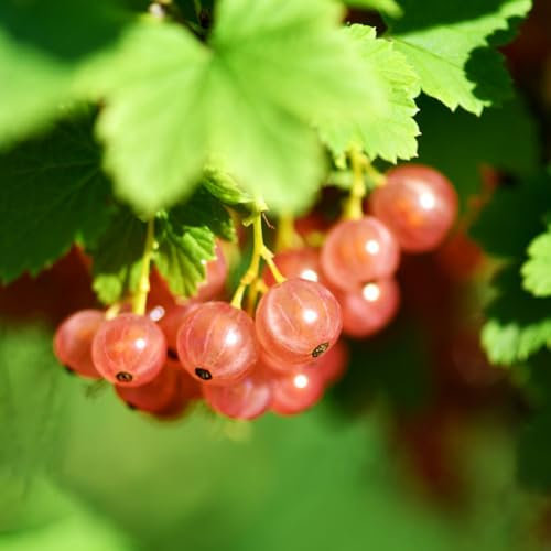 250 piezas Semillas de plantas de grosella Plantas verdes Plantas de interior Semillas Variedades antiguas Semillas de plantas de grosella espinosa Mini invernadero alféizar de ventana