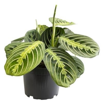 Maranta Limone Lime - Ø12 30