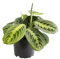 Maranta Limone Lime - Ø12 30