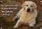 Hundeschild Golden Retriever - wetterfestes Metallschild in TOP Qualität, DIN A5