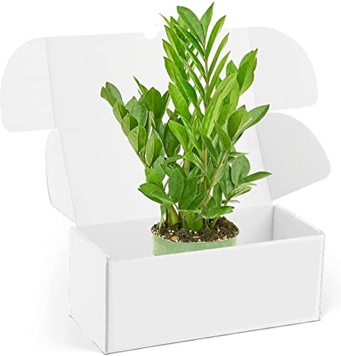 DECOALIVE Planta ZZ Zamioculcas Natural para el Hogar o la Oficina