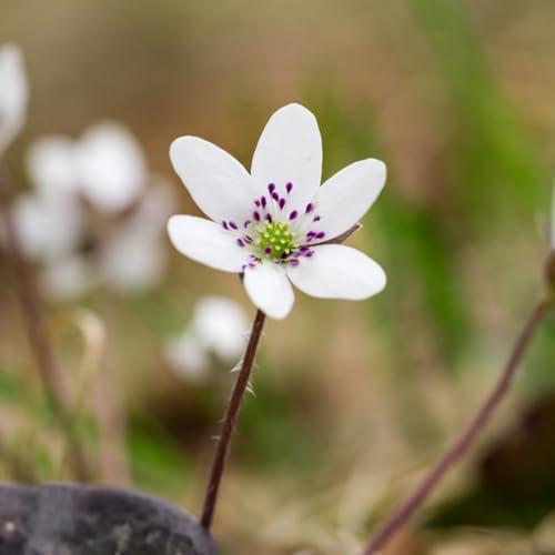 50 pcs leberblümchen samen kaufen - Hepatica nobilis - bienenfreundliche blumensamen, garten geschenk leberblümchen pflanze schnittblumen samen, zimmerpflanzen samen gartenpflanzen,