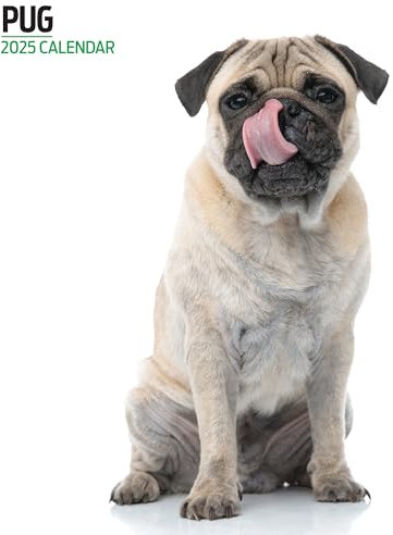Mops 2025 Moderner Kalender