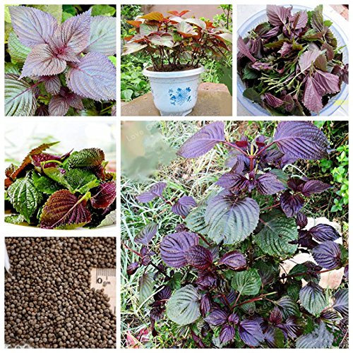 Semillas Semillas de Perilla frutescens orgánicos vegetal aromática Bonsai plantas Semillas Semillas raras púrpura Perilla Bonsai Inicio Jardín 50Pcs