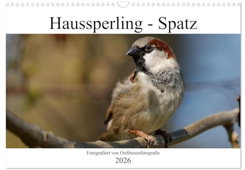 Haussperling - Spatz fotografiert von Ostfriesenfotografie (Wandkalender 2026 DIN A3 quer), CALVENDO Monatskalender: Durch das Jahr mit dem Haussperling (CALVENDO Tiere)