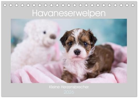 Havaneserwelpen - Kleine Herzensbrecher (Tischkalender 2026 DIN A5 quer), CALVENDO Monatskalender: Welpen, die sofort ihr Herz erobern werden! (CALVENDO Tiere)