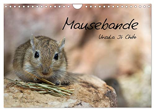 Mausebande (Wandkalender 2026 DIN A4 quer), CALVENDO Monatskalender: Ein Kalender mit kleinen niedlichen Mäusen (CALVENDO Tiere)