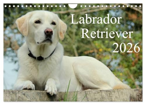 Labrador Retriever 2026 (Wandkalender 2026 DIN A4 quer), CALVENDO Monatskalender: Hundekalender - Faszination Labrador (CALVENDO Tiere)