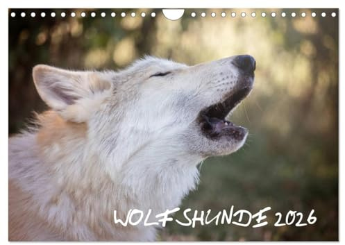 Wolfshunde 2026 (Wandkalender 2026 DIN A4 quer), CALVENDO Monatskalender: Hunde, die sehr ursprünglich sind. (CALVENDO Tiere)